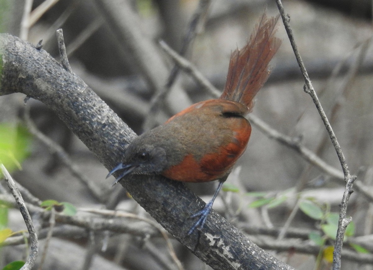 Rufous-breasted Spinetail - ML601095141