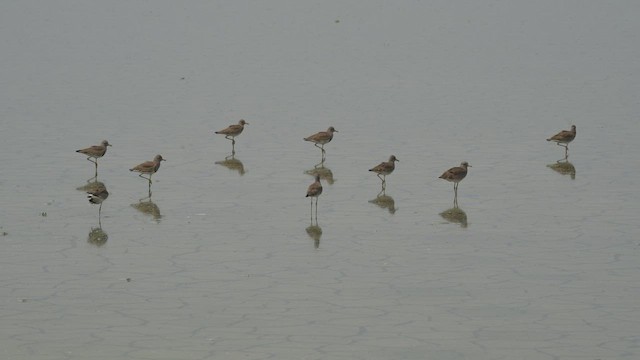 Gray-headed Lapwing - ML601095901