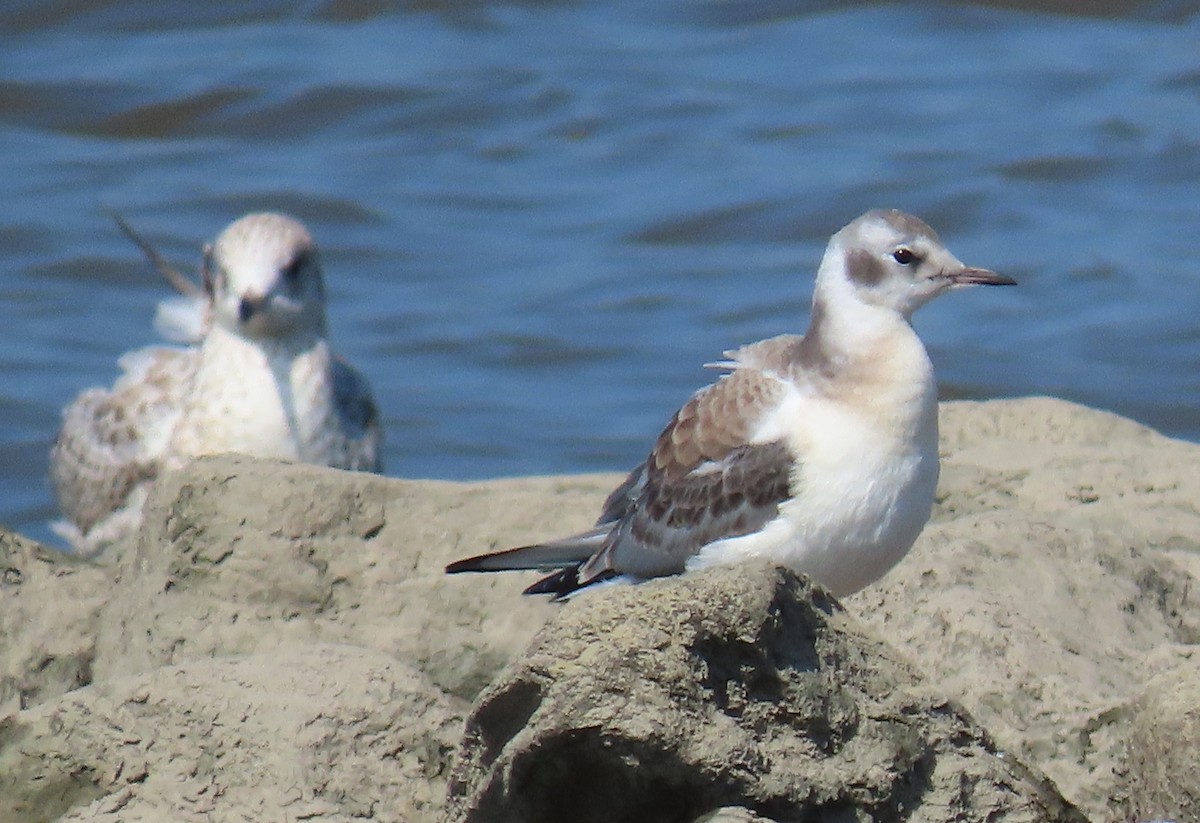 Bonaparte's Gull - ML601096211