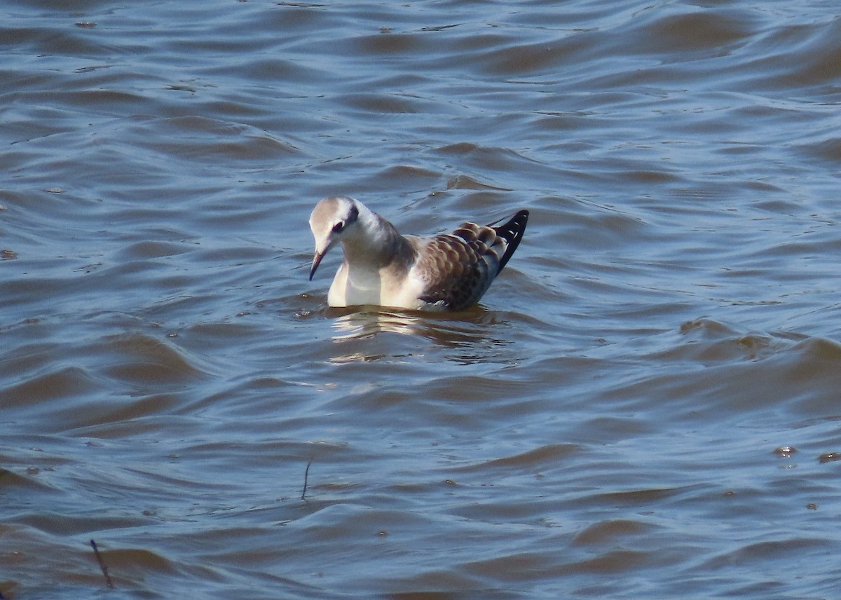 Bonaparte's Gull - ML601096241