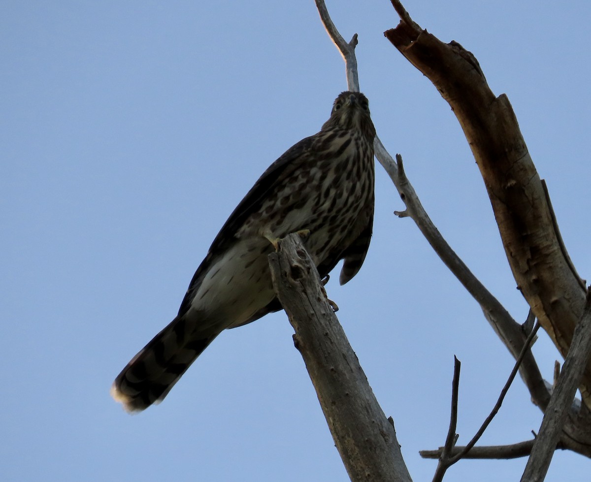 Cooper's Hawk - ML601096511