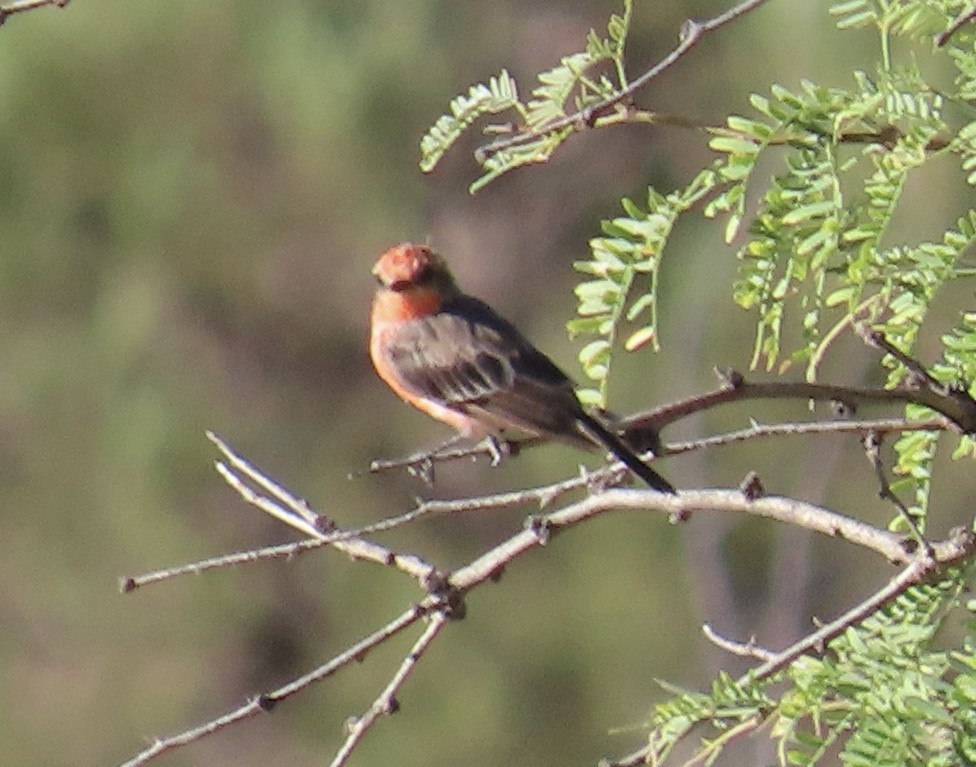 Vermilion Flycatcher - ML601096631