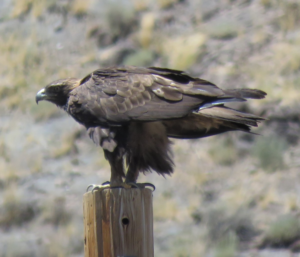 Golden Eagle - Bryant Olsen