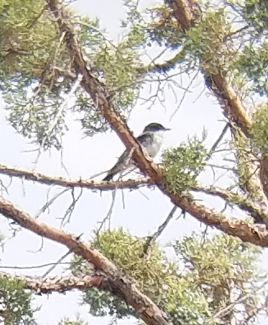 Eastern Kingbird - Lauren Helton