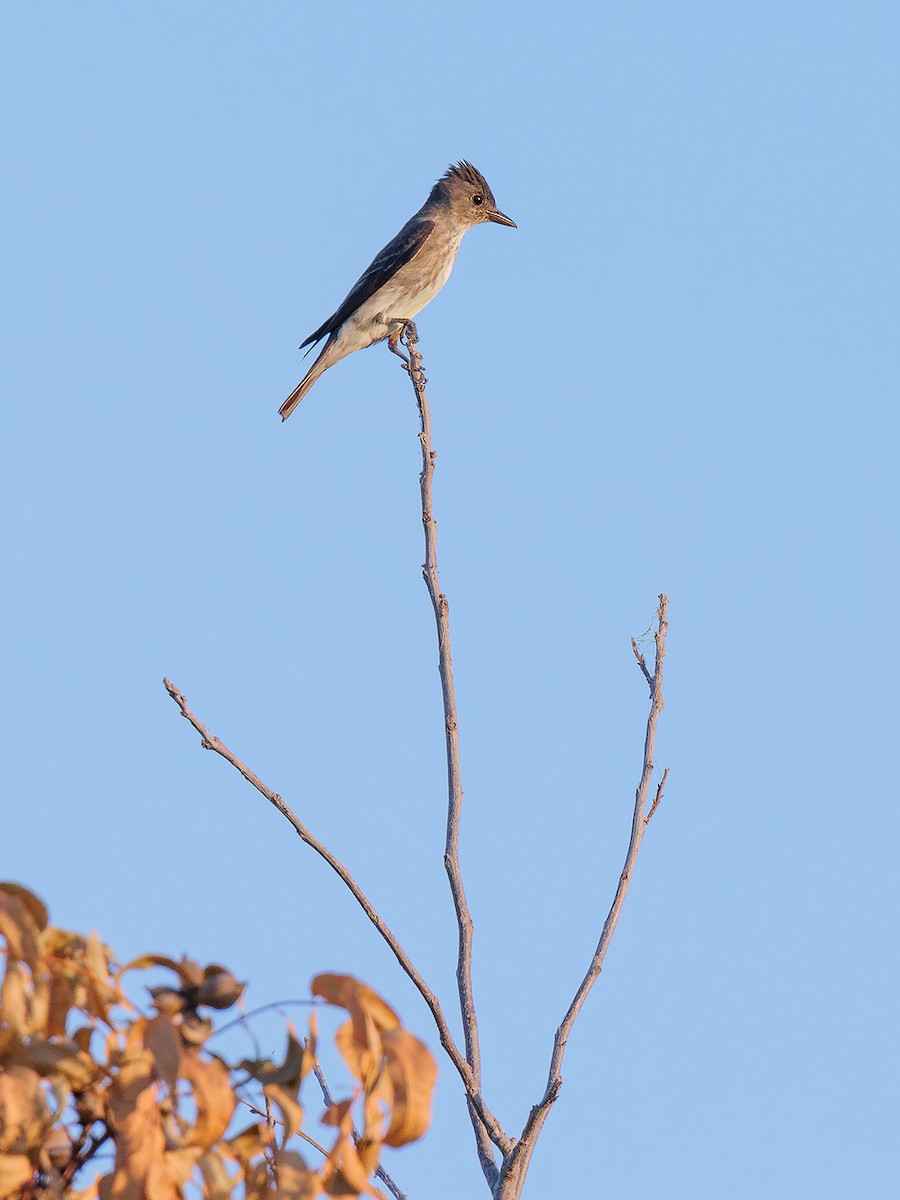 Olive-sided Flycatcher - ML601099721