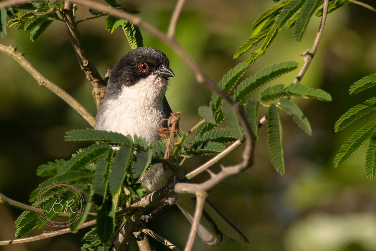 Black-capped Warbling Finch - ML601099951