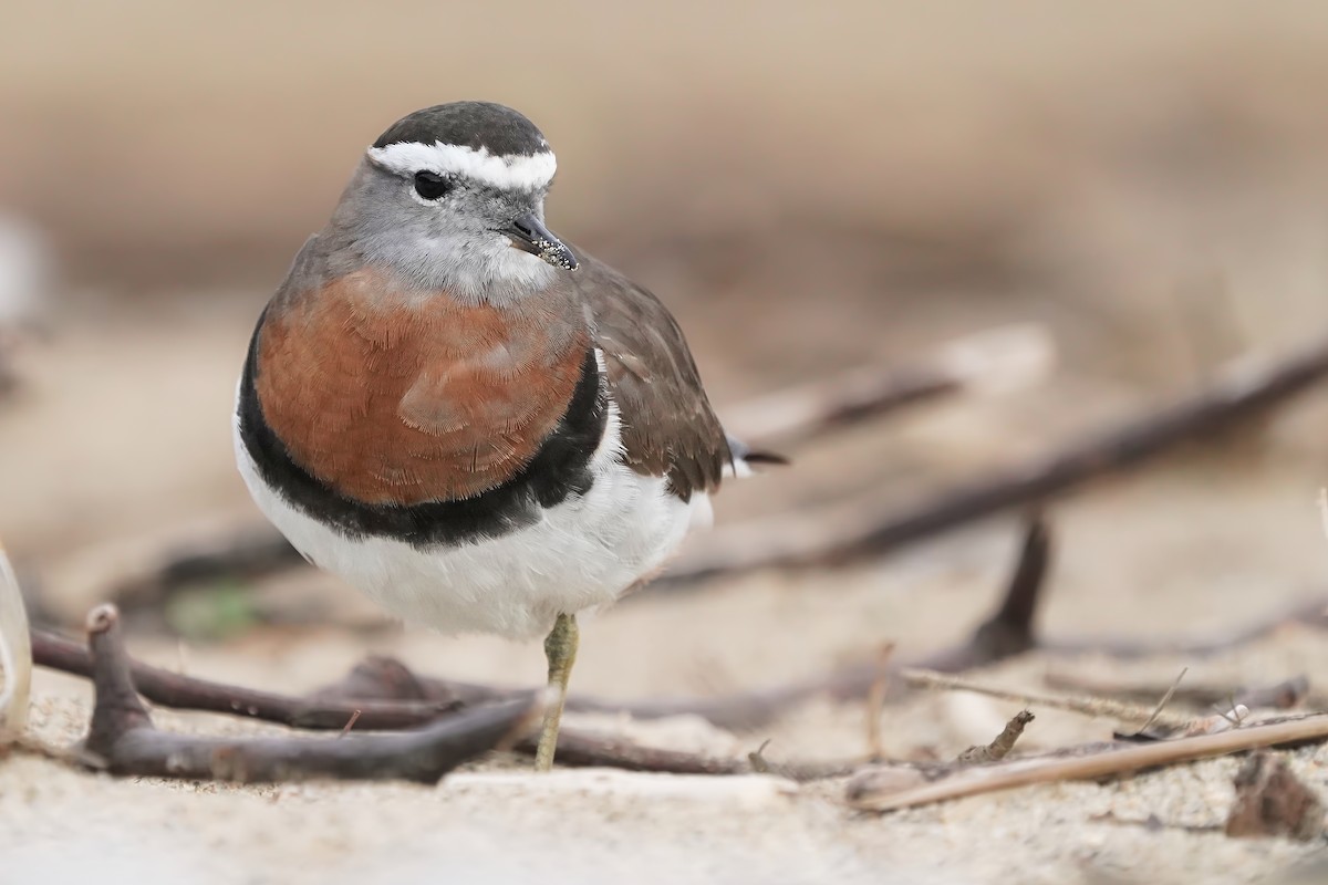 Rufous-chested Dotterel - Hederd Torres García