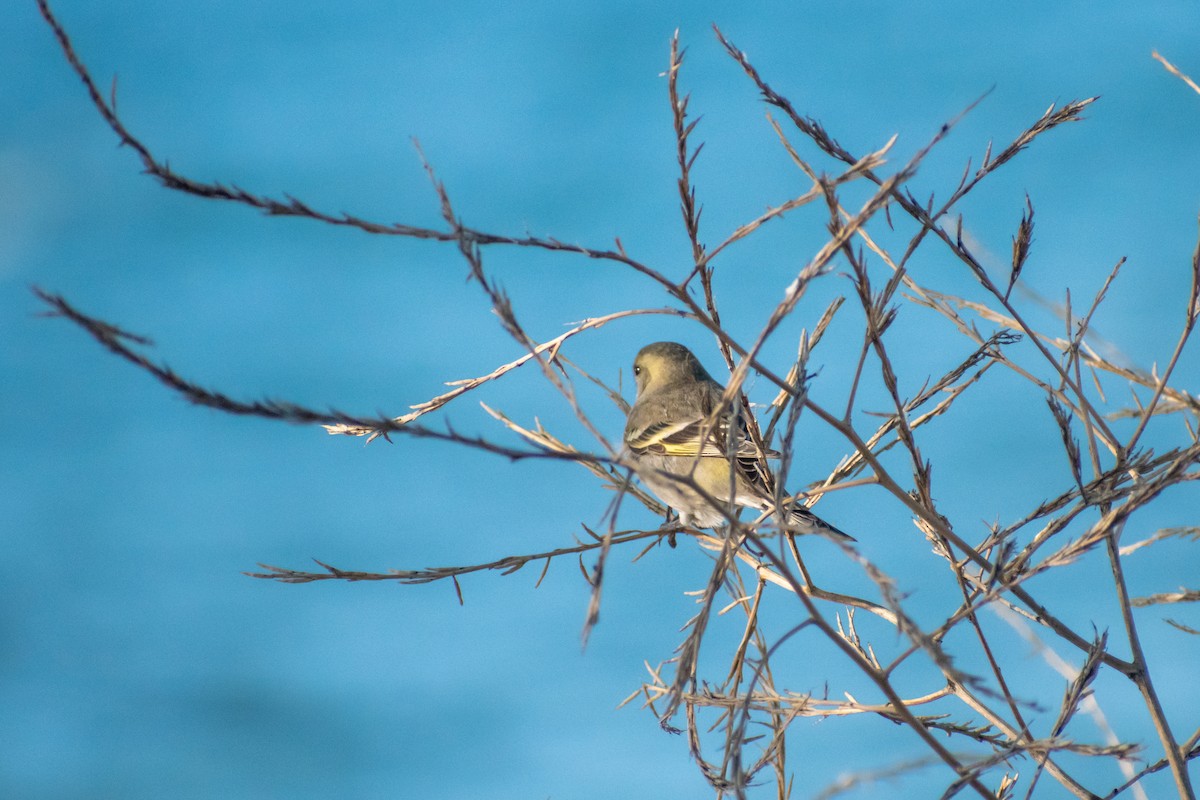 tanımsız Spinus sp. - ML601100471