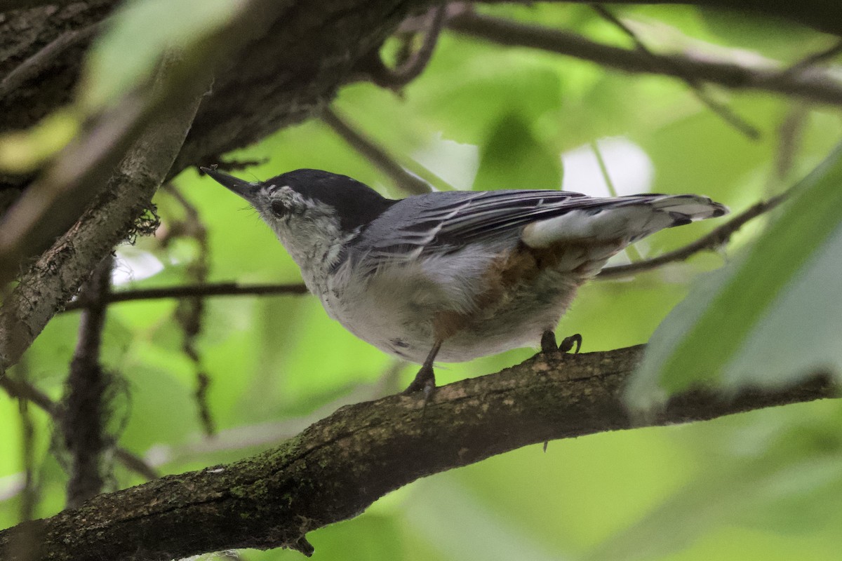 White-breasted Nuthatch - ML601100731