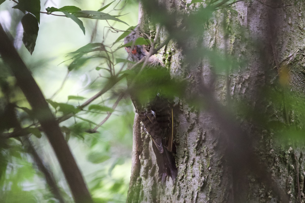 Northern Flicker - ML601100791