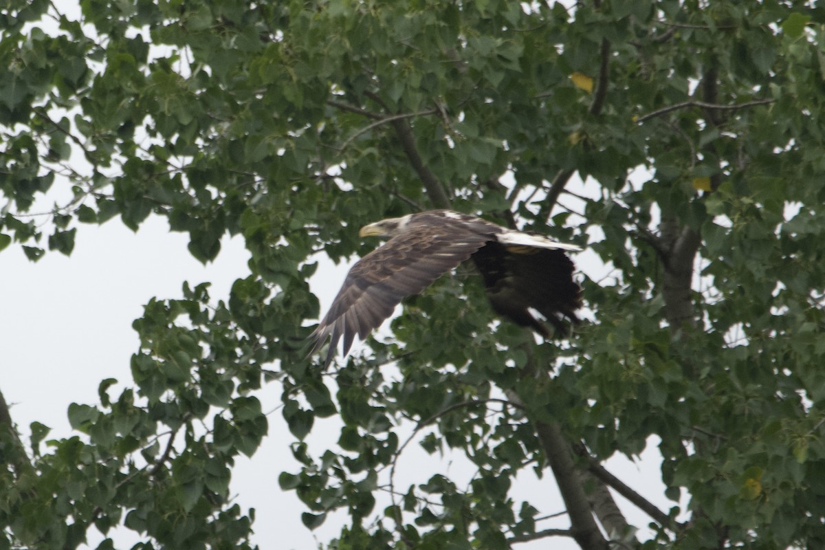 Bald Eagle - ML601100801