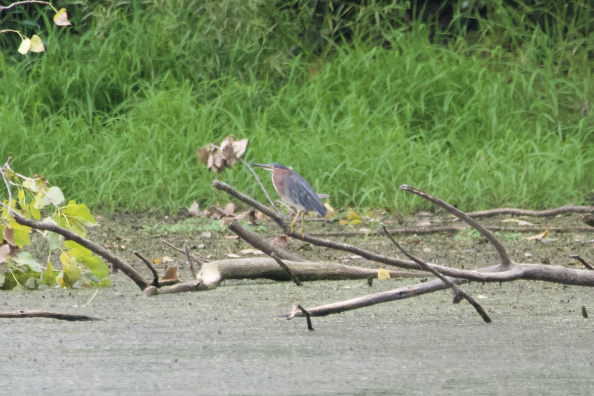 Green Heron - ML601100821