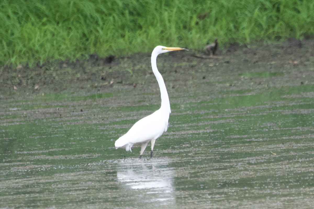 Great Egret - ML601100851