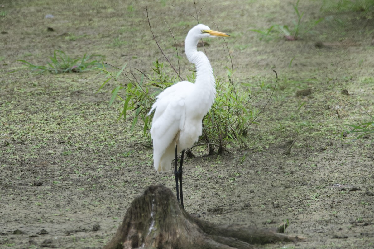 Great Egret - ML601100861