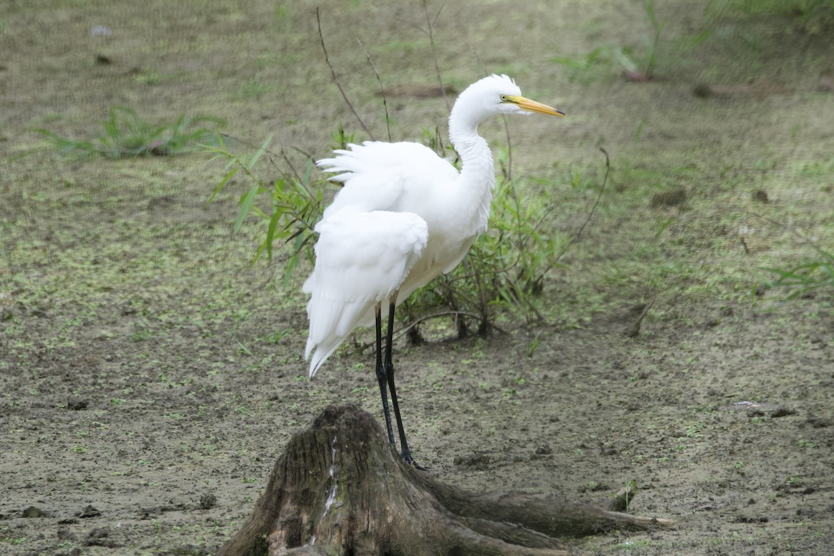 Great Egret - Greg Hertler