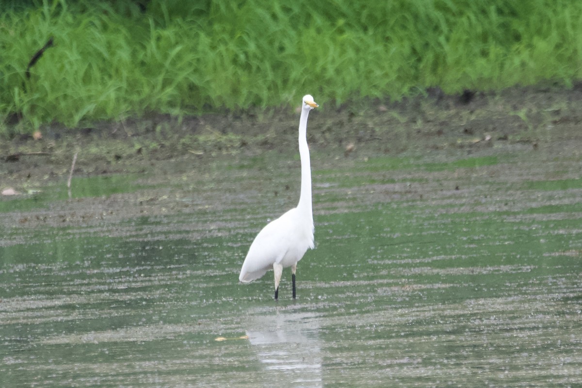 Great Egret - ML601100881