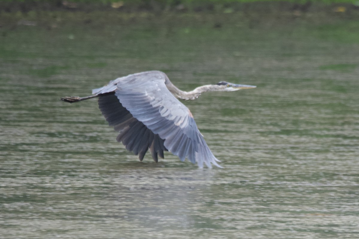 Great Blue Heron - ML601100941