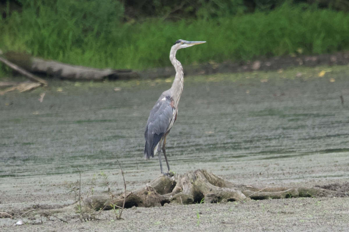 Great Blue Heron - ML601100951