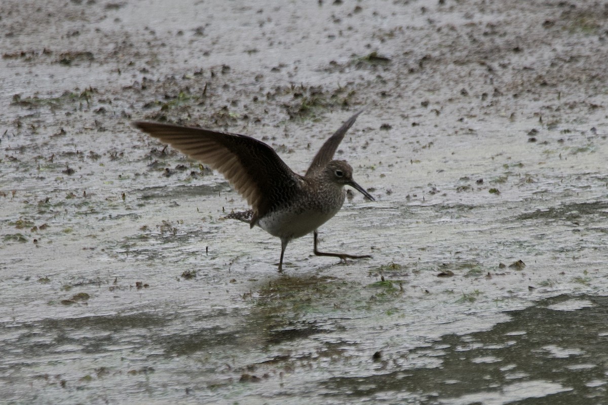 Solitary Sandpiper - ML601101031