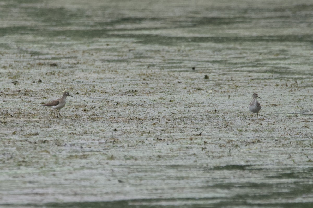 Solitary Sandpiper - ML601101041