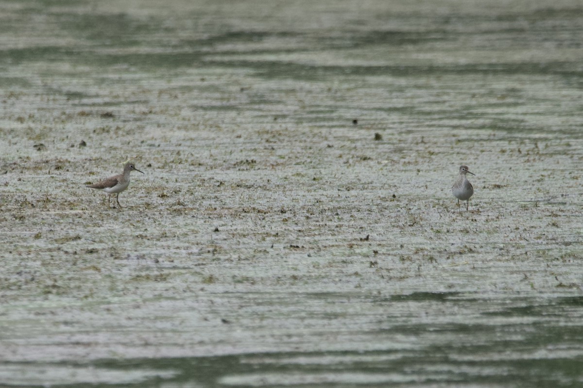 Solitary Sandpiper - ML601101051