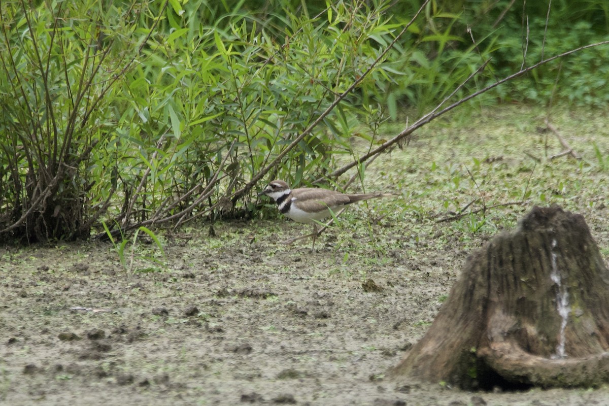 Killdeer - ML601101111