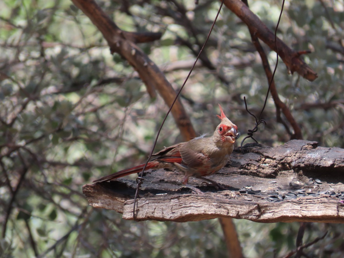 Cardinal pyrrhuloxia - ML601101891