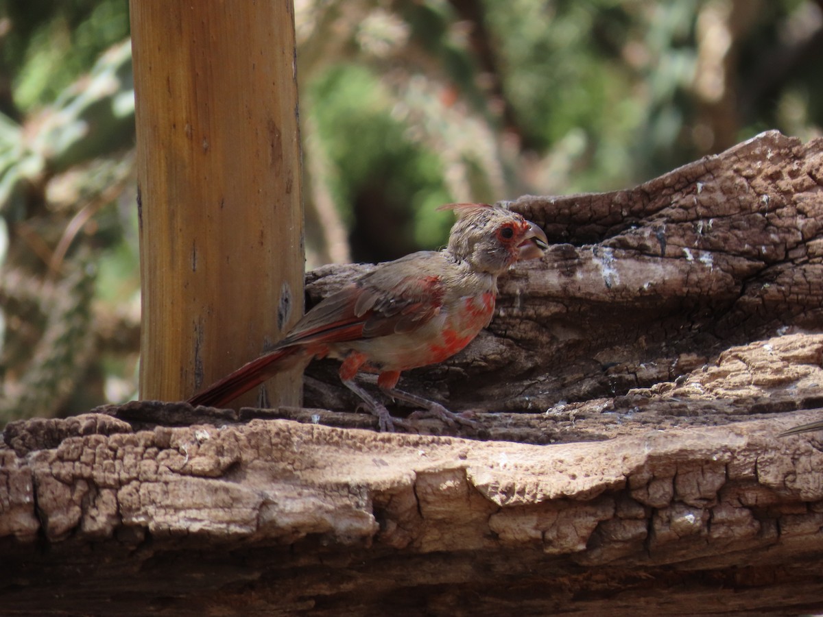 Cardinal pyrrhuloxia - ML601101901