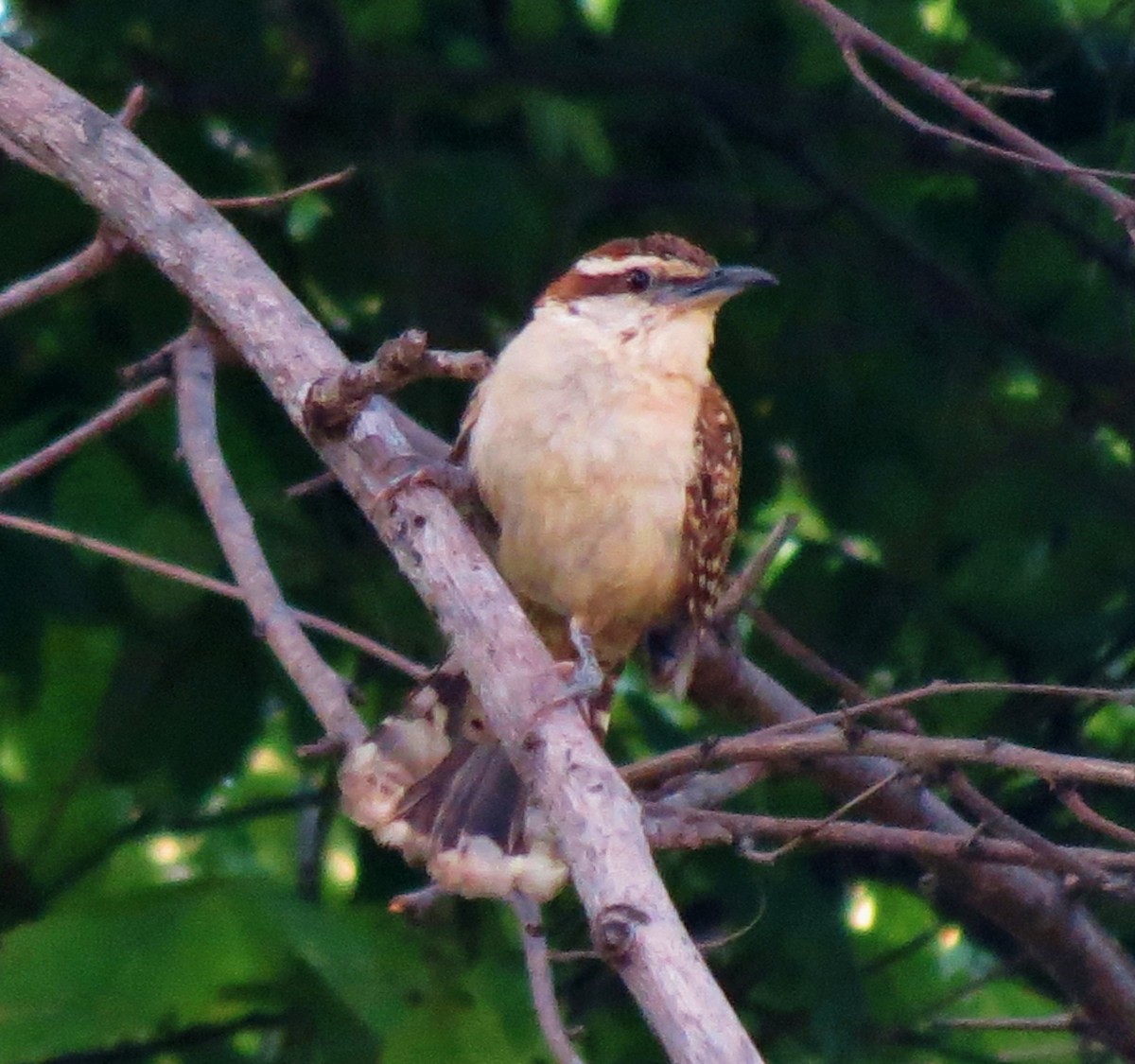 Rufous-naped Wren - ML60110321