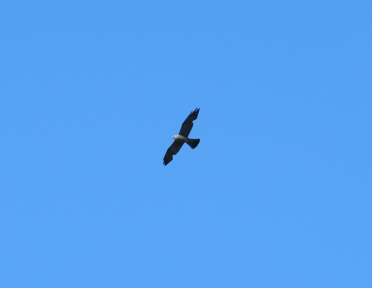 Mississippi Kite - ML601104341