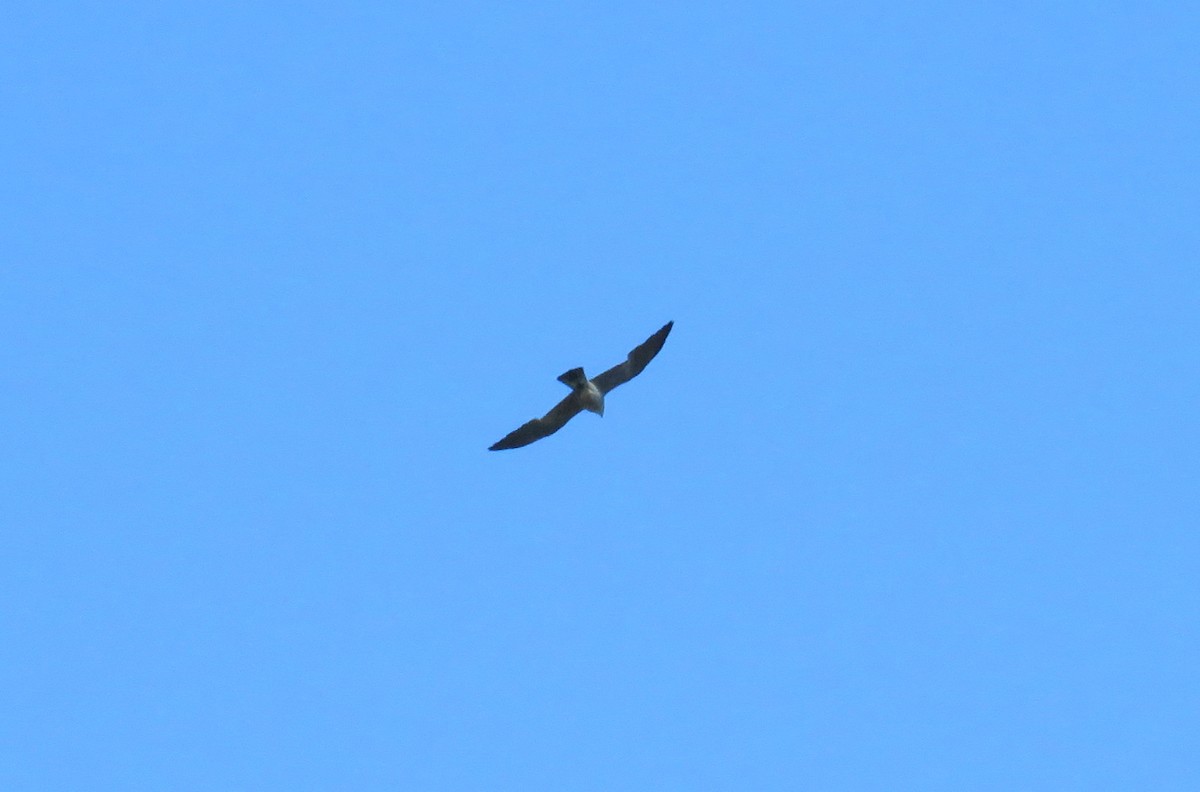 Mississippi Kite - ML601104351