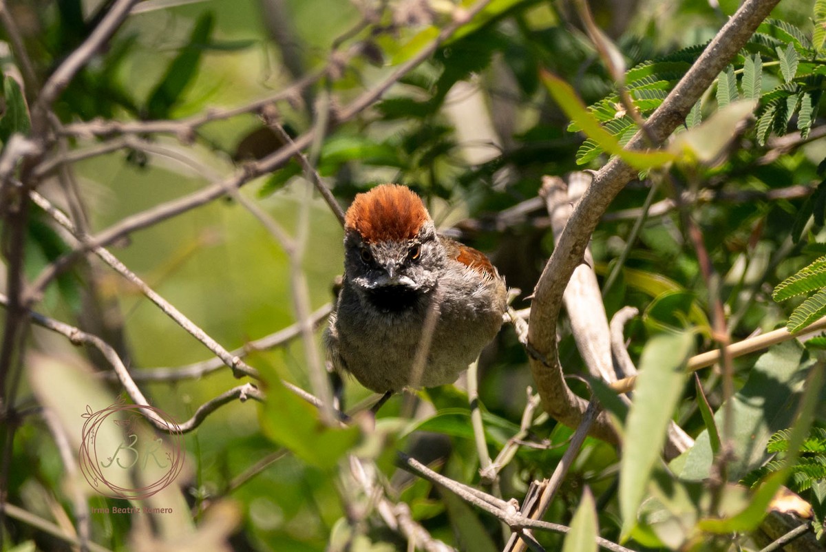 Sooty-fronted Spinetail - ML601104371