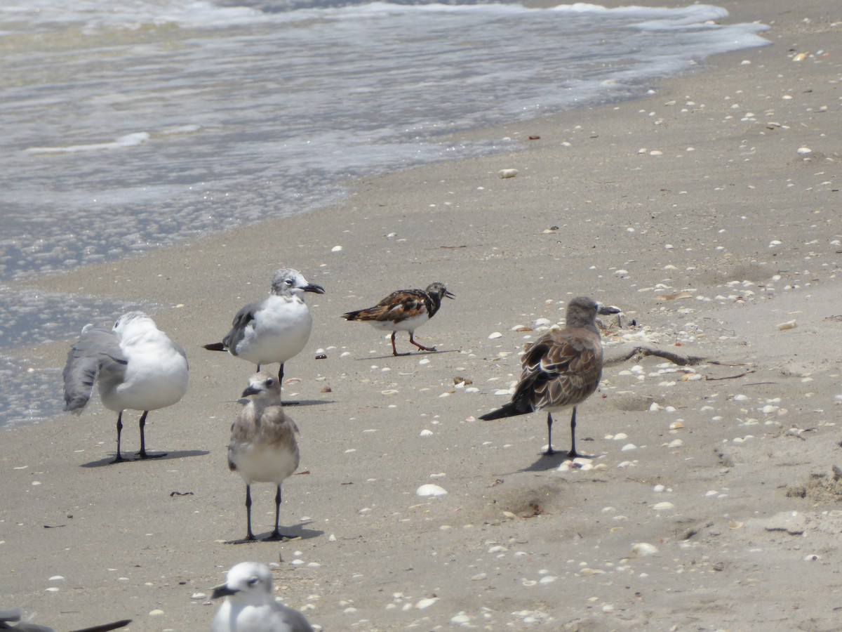 Ruddy Turnstone - ML601104401