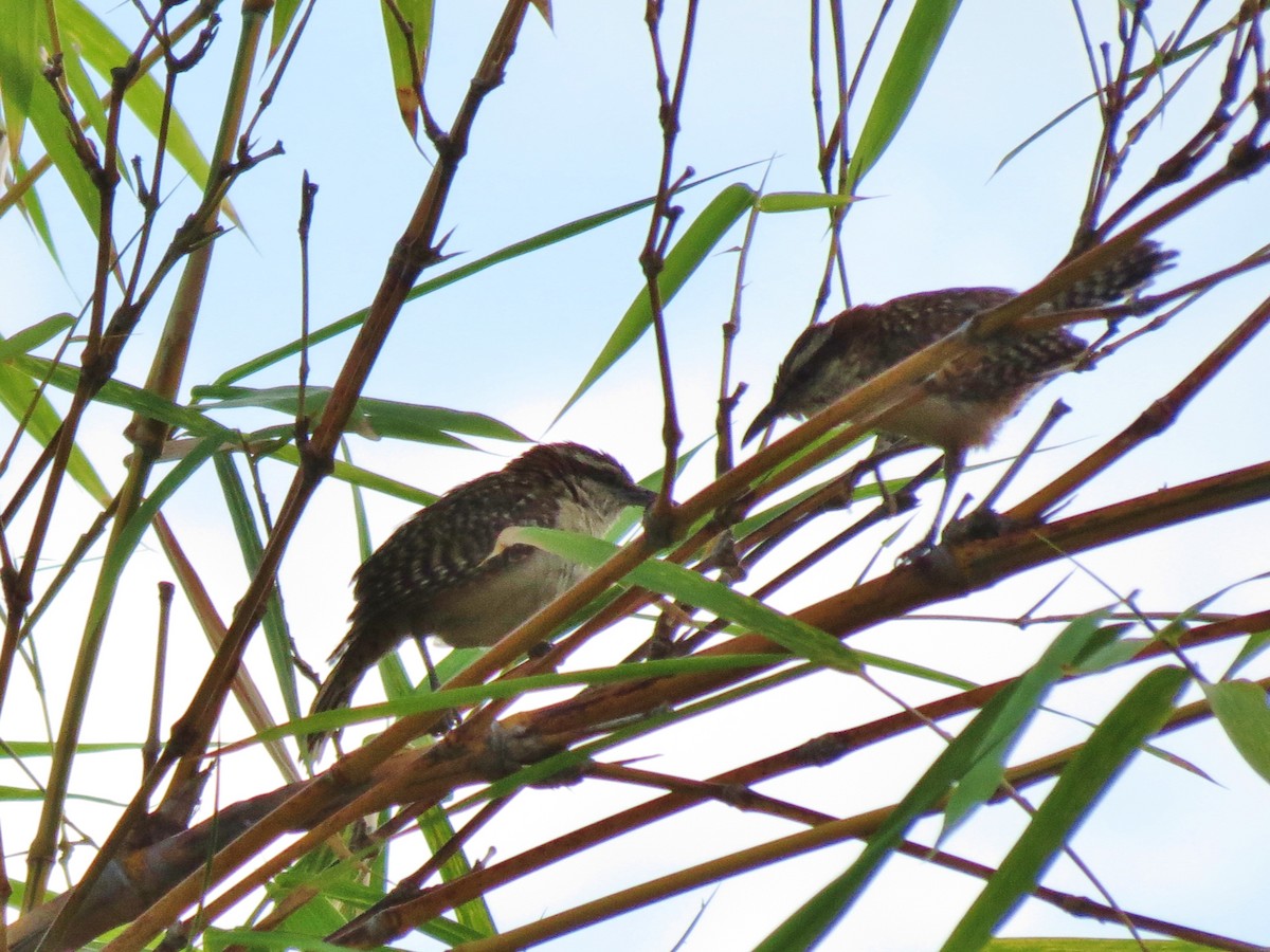 Rufous-naped Wren - ML60110451