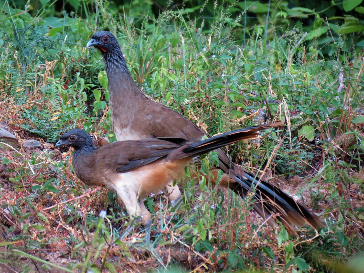 Chachalaca Pechigrís - ML60110471