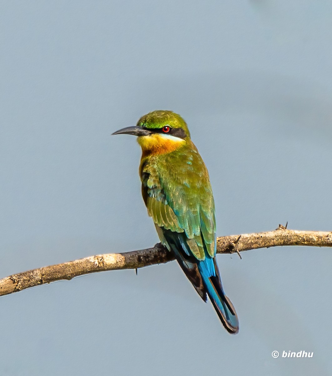 Blue-tailed Bee-eater - ML601104811
