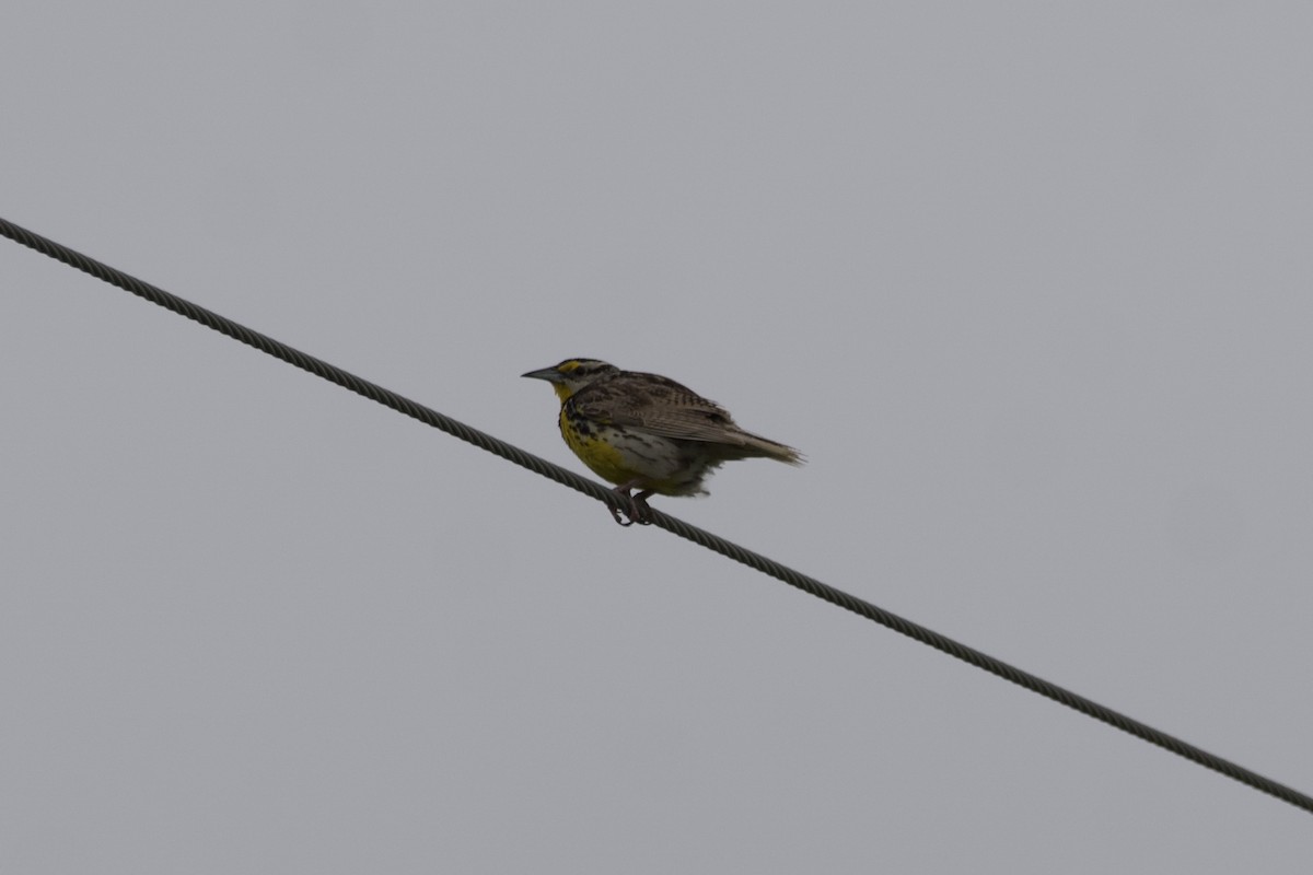 Eastern Meadowlark - ML601106151