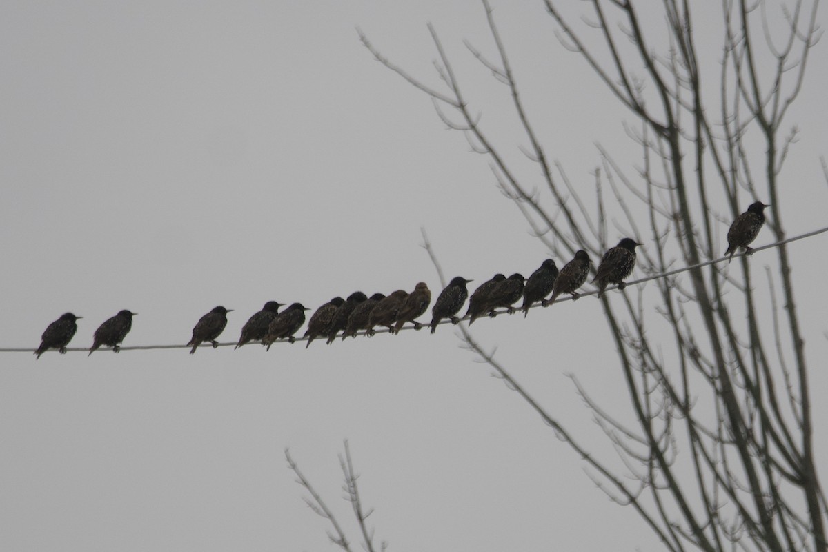 European Starling - ML601106181