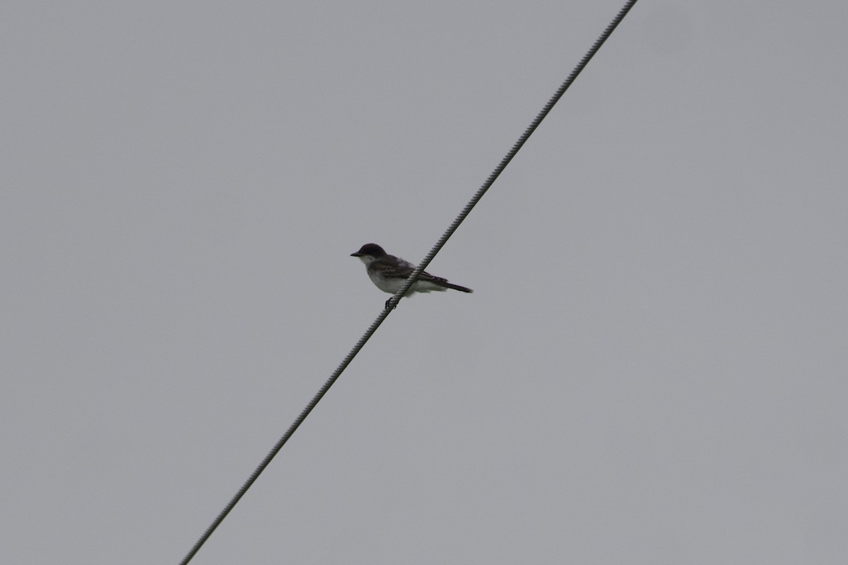 Eastern Kingbird - ML601106191