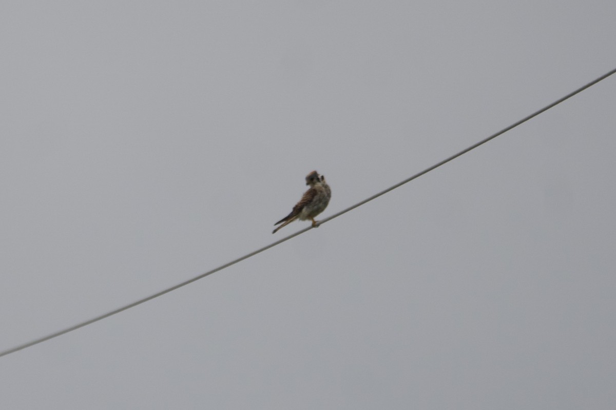 American Kestrel - ML601106211