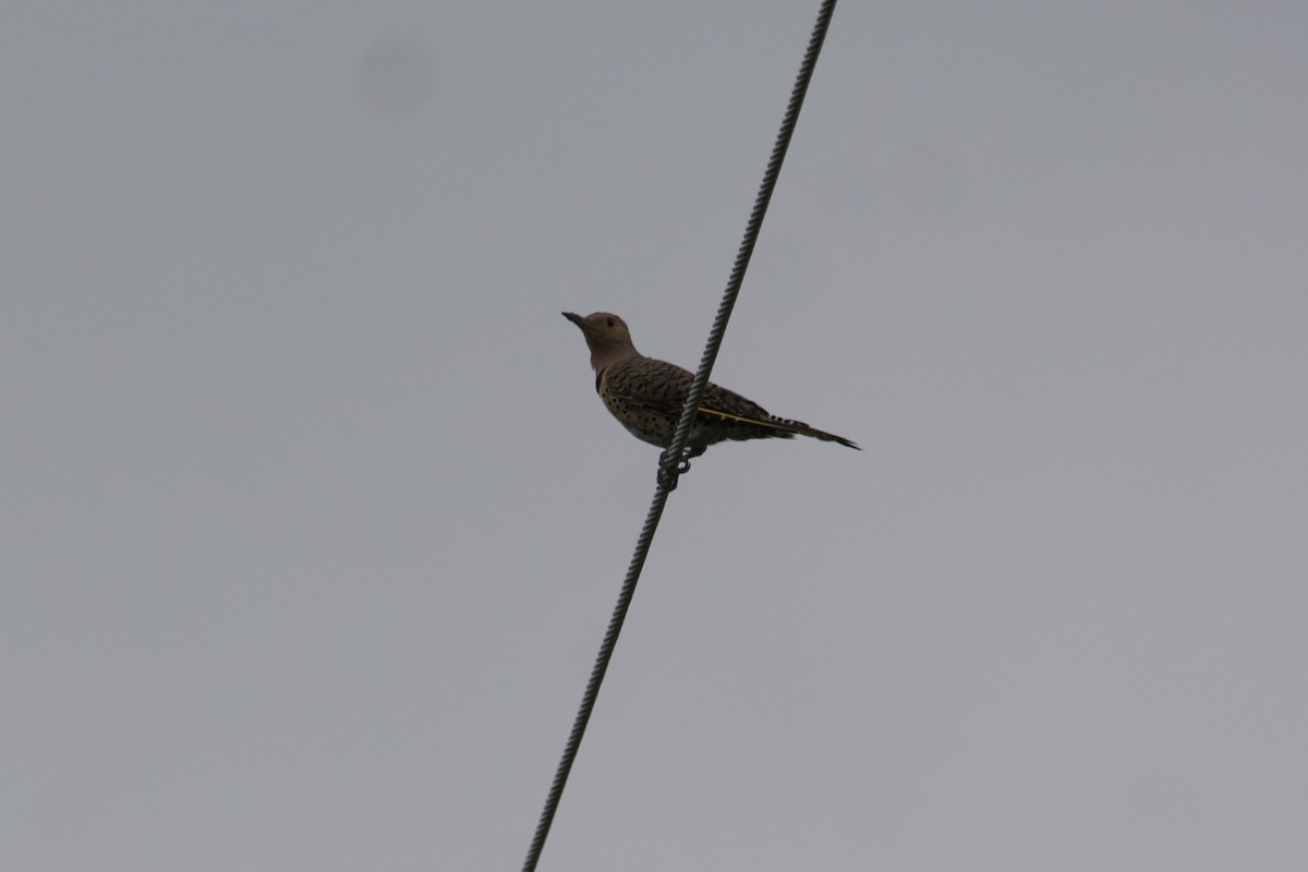 Northern Flicker - ML601106241