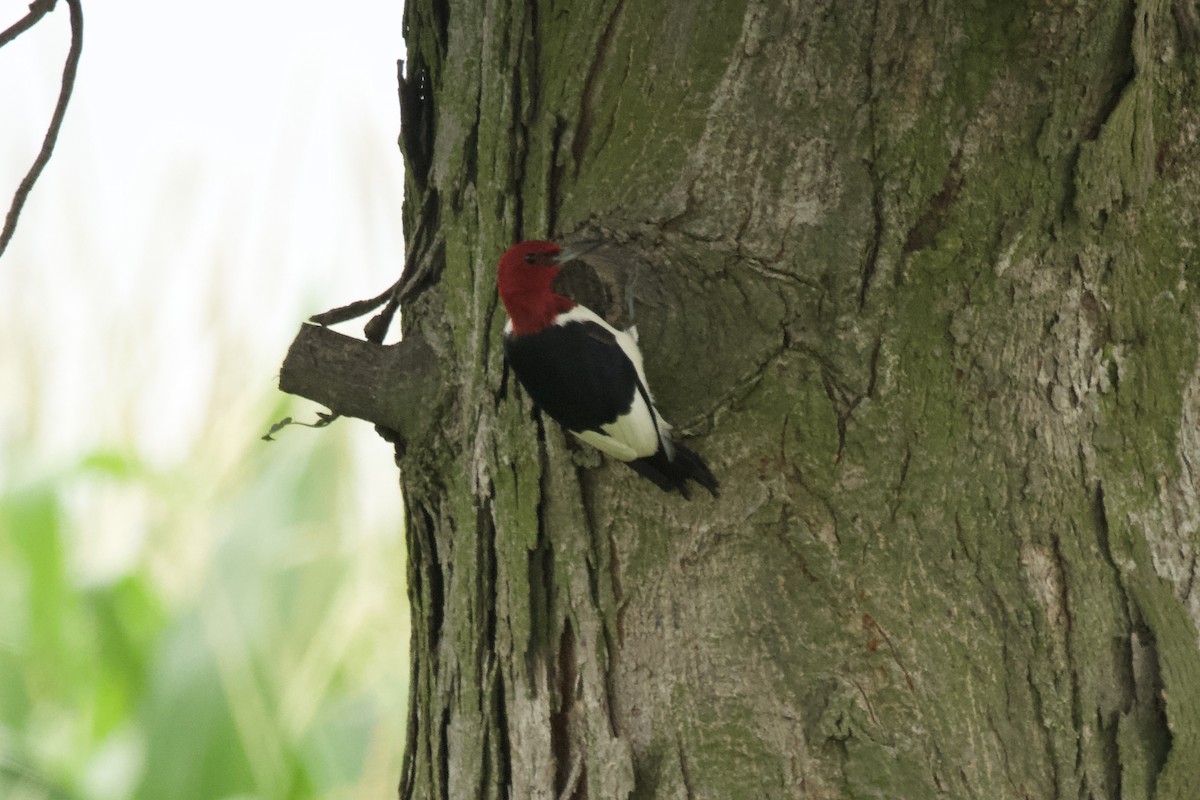 Red-headed Woodpecker - ML601106251