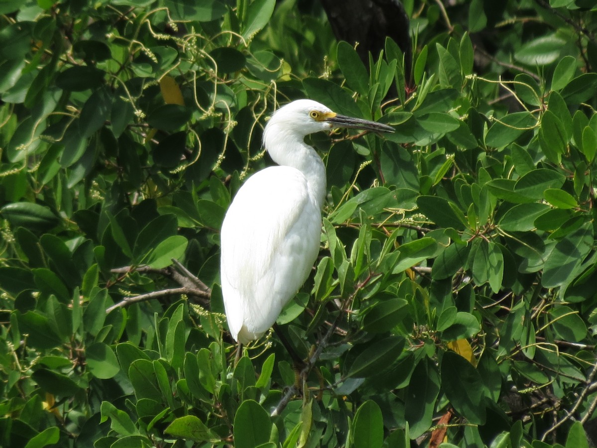 Snowy Egret - ML60110771