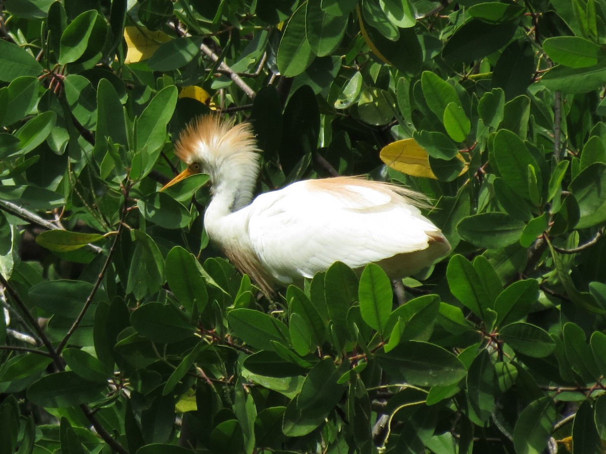 Western Cattle Egret - ML60110791