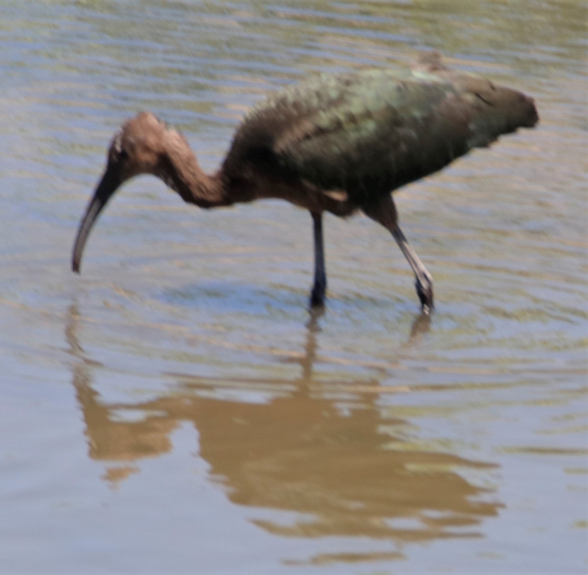 White-faced Ibis - ML601108161