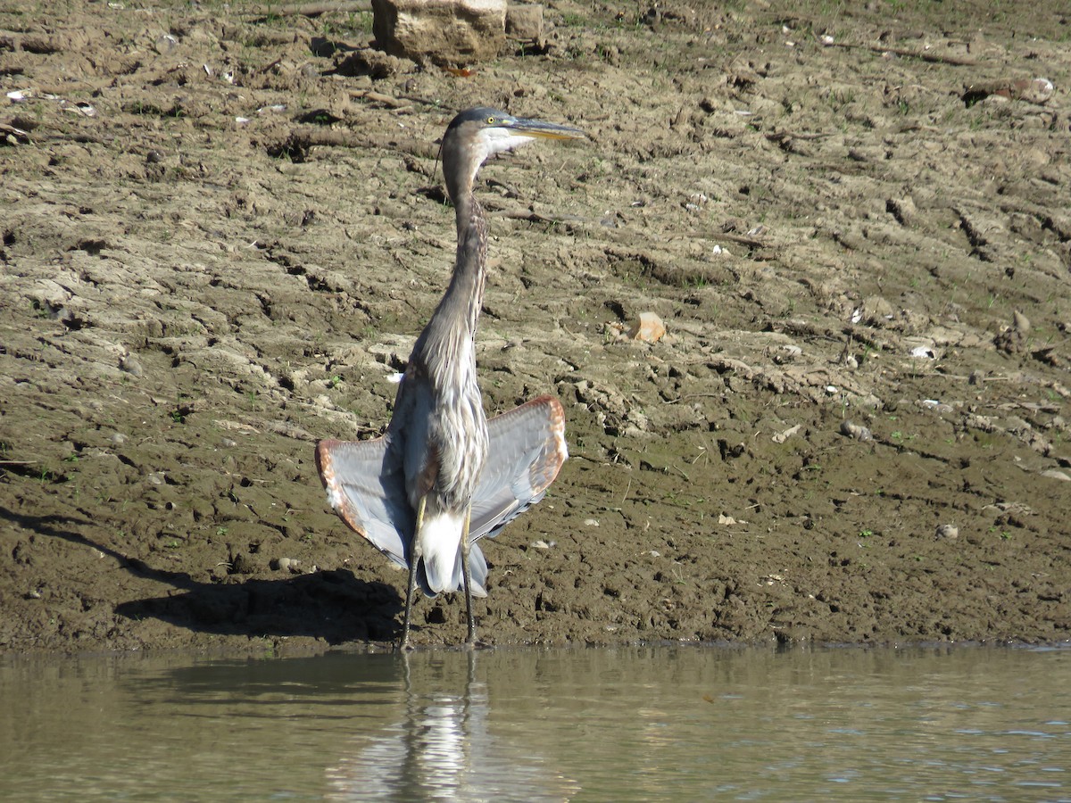 Garza Azulada - ML601108201