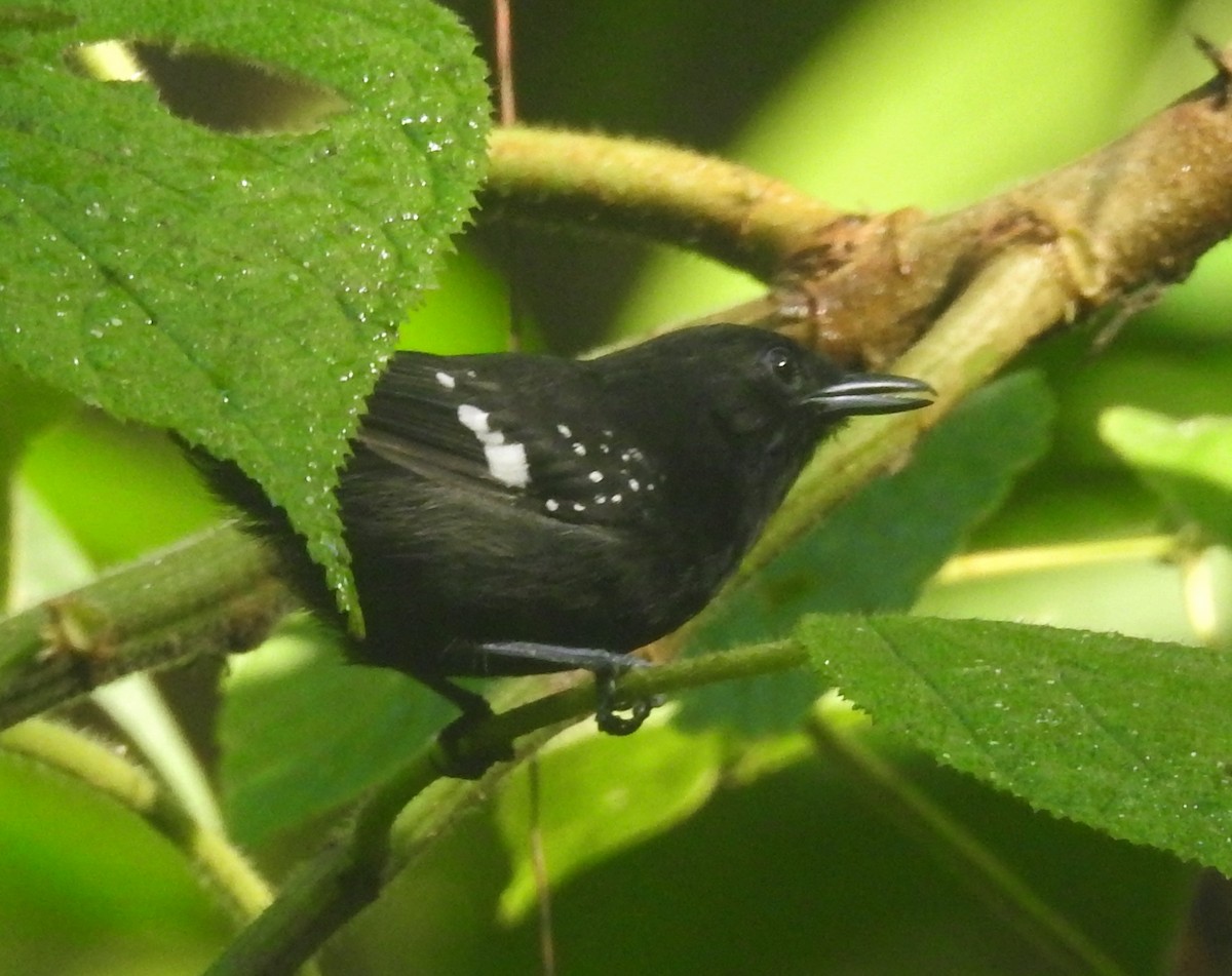 Dot-winged Antwren - ML601108741