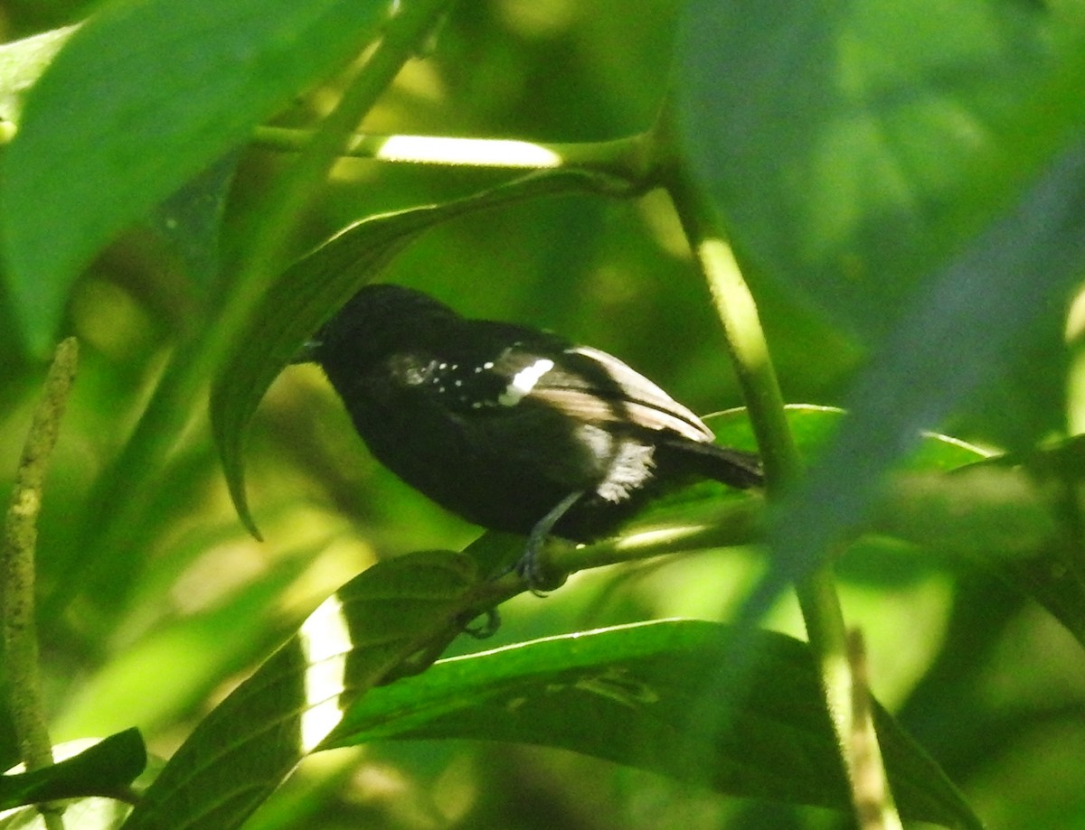 Dot-winged Antwren - ML601108751