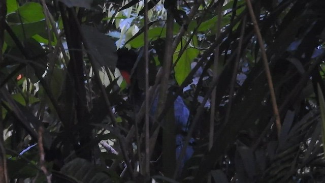 Crested Guan - ML601109161