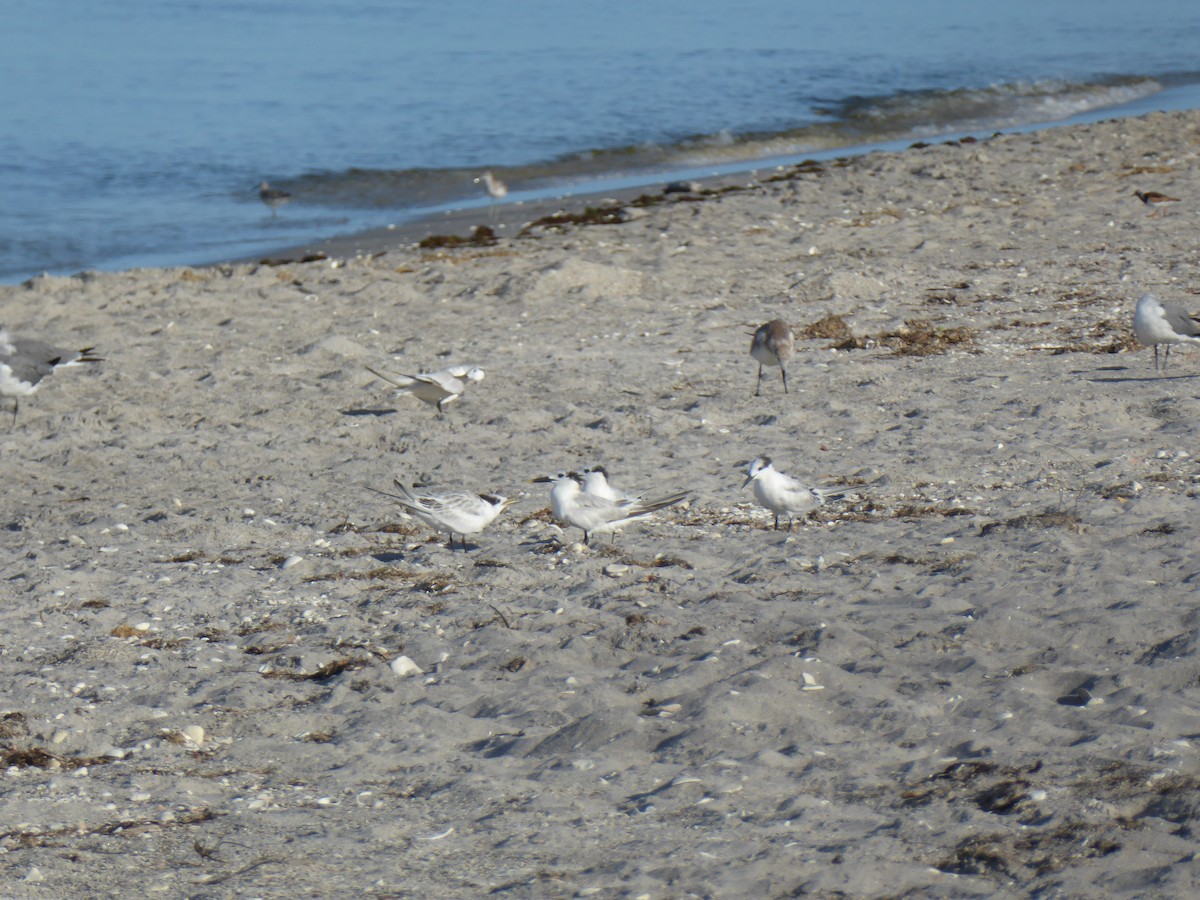 Sandwich Tern - ML601109341